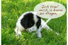 schuechtern