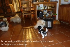 HPUWurfH18_045