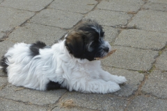 HPUWurfH18_097