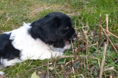 HPUWurfH18_100